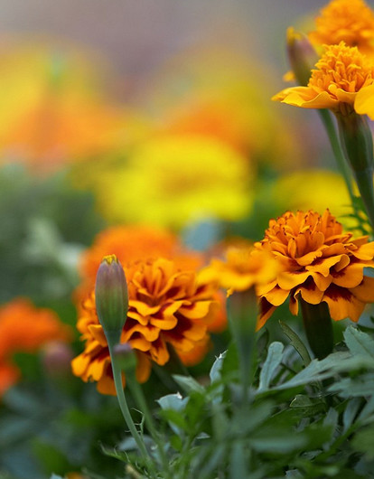 Когда и как сажать цветы бархатцы на рассаду в 2023 году: благоприятные дни и советы по уходу