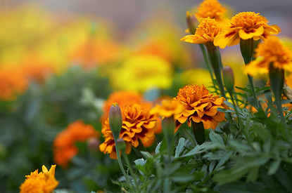 Когда и как сажать цветы бархатцы на рассаду в 2023 году: благоприятные дни и советы по уходу