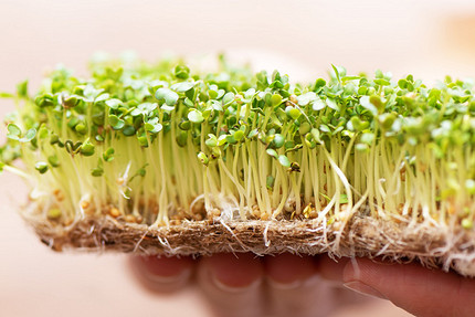 Как вырастить микрозелень в домашних условиях: 7 способов