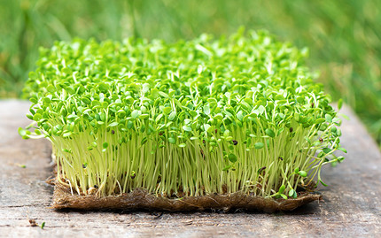 Как вырастить микрозелень в домашних условиях: 7 способов