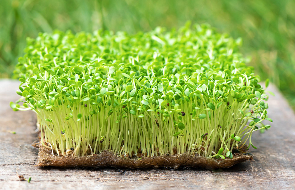 какую микрозелень выращивать в домашних условиях для себя