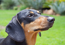 Собака такса: описание породы, характер и фото