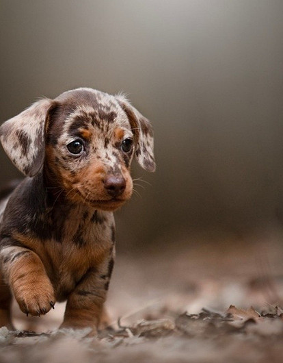 Собака такса: описание породы, характер и фото