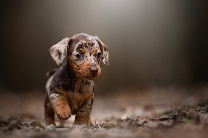 Собака такса: описание породы, характер и фото