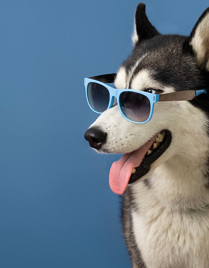 Не Бобиком единым: как назвать собаку-мальчика (50+ лучших кличек)