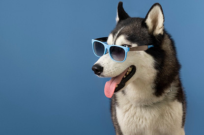 Не Бобиком единым: как назвать собаку-мальчика (50+ лучших кличек)