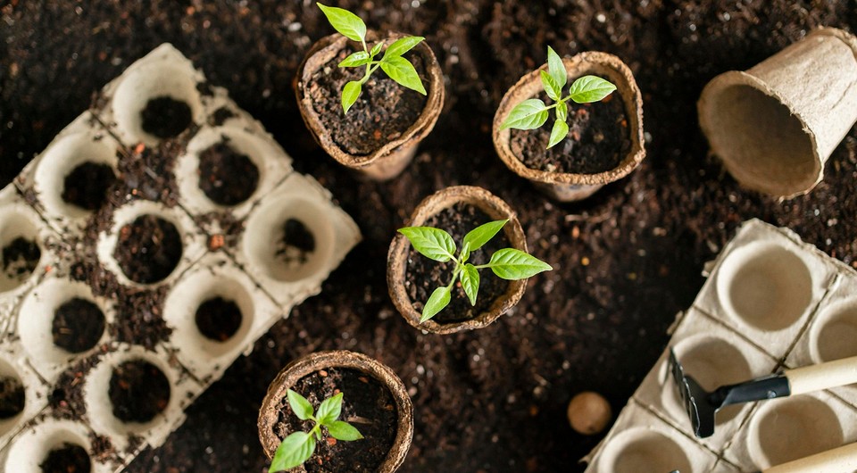 Янтарная кислота: применение для выращивания растений