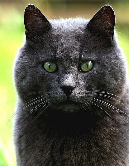 От усов до хвоста: 8 самых чистоплотных пород кошек