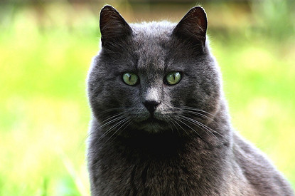 От усов до хвоста: 8 самых чистоплотных пород кошек