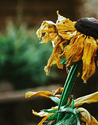 Все сохнет и вянет: 3 знака зодиака, чья энергия плохо влияет на комнатные растения
