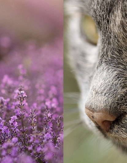 От мяты резвятся, а от лаванды расслабляются: 6 запахов, которые притягивают кошек