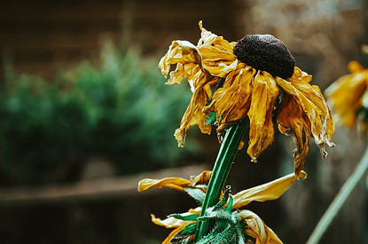 Все сохнет и вянет: 3 знака зодиака, чья энергия плохо влияет на комнатные растения