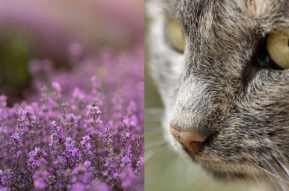 От мяты резвятся, а от лаванды расслабляются: 6 запахов, которые притягивают кошек