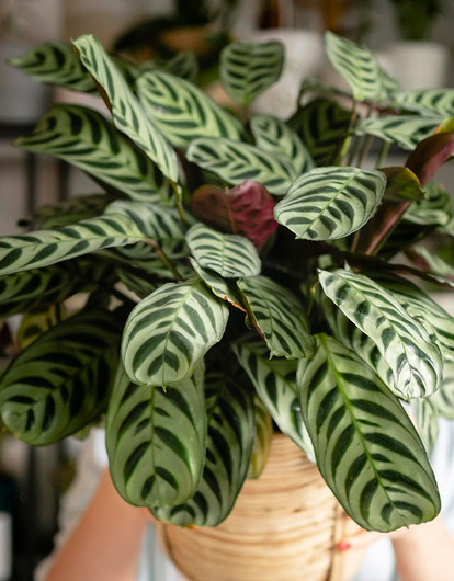 Вместо букета: 6 комнатных растений, которые можно подарить на 8 Марта