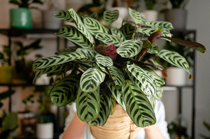 Вместо букета: 6 комнатных растений, которые можно подарить на 8 Марта