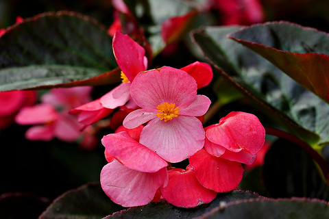 Бегонии — это разнообразная группа цветковых растений, которые бывают разных форм, размеров и цветов. Их цветы могут быть одиночными или махровыми, розового, красного, белого и оранжевого...