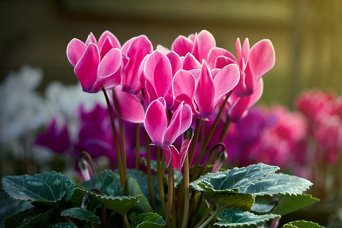 Цветки цикламена распускаются оттенками розового, красного и белого, а их лепестки имеют изогнутую форму. Он хорошо чувствует себя в прохладном помещении, поэтому его можно выращиват...