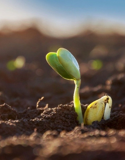 Какие растения сажать в марте на рассаду, чтобы получить богатый урожай