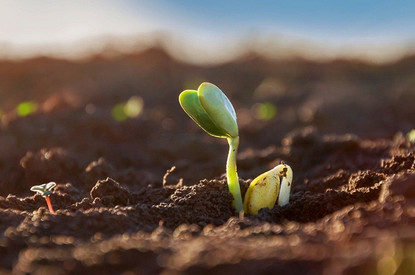 Какие растения сажать в марте на рассаду, чтобы получить богатый урожай
