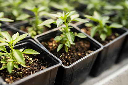 Как правильно обрабатывать семена перед посадкой: 4 совета