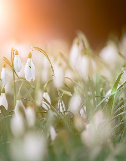 Готовим почву для весенних перемен: гороскоп для всех знаков зодиака с 20 до 26 марта