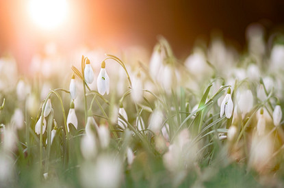 Готовим почву для весенних перемен: гороскоп для всех знаков зодиака с 20 до 26 марта
