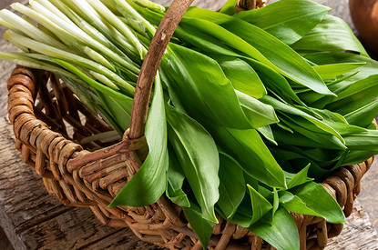 Кастинг на грядке: 5 суперполезных весенних трав, которые стоит включить в рацион