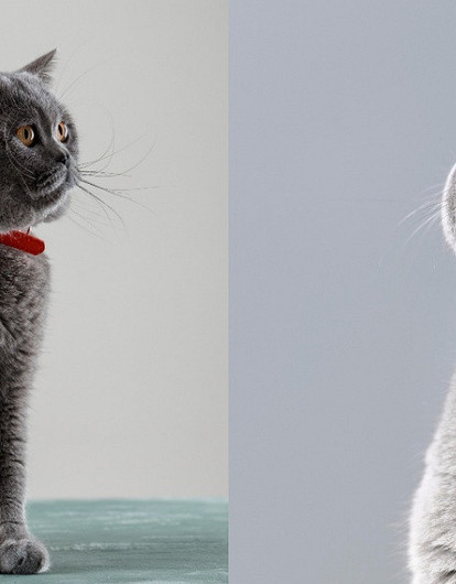 Британская короткошерстная кошка: уход и особенности породы