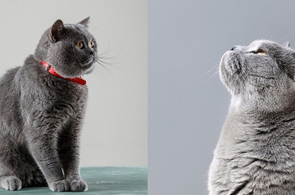 Британская короткошерстная кошка: уход и особенности породы