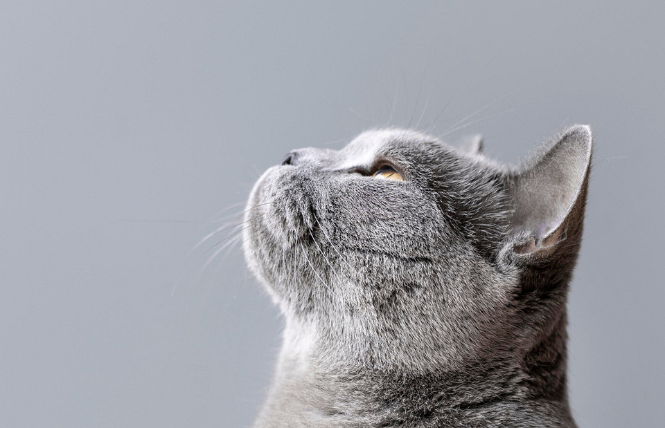 Британская короткошерстная кошка: уход и особенности породы