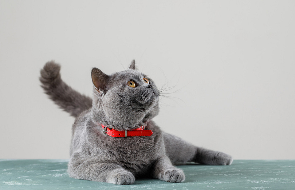 Британская короткошерстная кошка: уход и особенности породы
