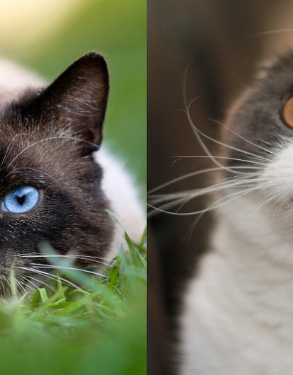 Пушистые обжоры: 6 пород кошек, склонных к полноте