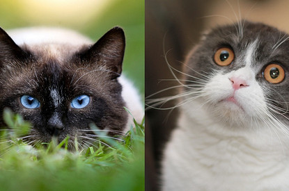 Пушистые обжоры: 6 пород кошек, склонных к полноте