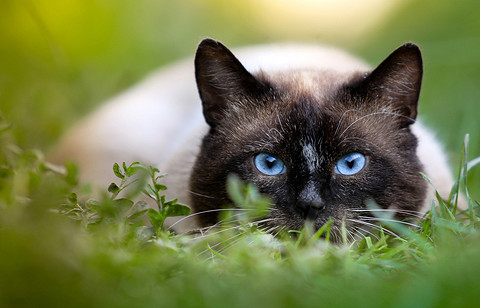 Сиамские кошки стройные с большими ушами и яркими голубыми глазами. Это активная и порода, которая требует умственной и физической стимуляции для хорошего здоровья. Сиамские кошки могут п...