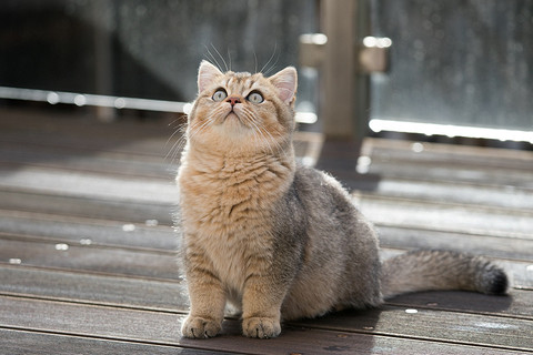 Британская короткошерстная кошка имеет медленный метаболизм по сравнению с другими породами. Они известны любовью к ничегонеделанию и спокойным характером. У них коренастое телосложение и...