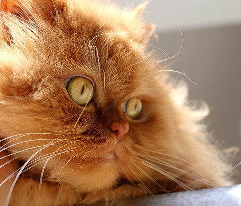Персидские кошки известны своей роскошной шерстью, плоской мордой и круглым телом. Они не очень активные. У персов чувствительная пищеварительная система, что приводит к неприятностям, ес...