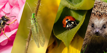 Вредители или помощники: с кем бороться на своем огороде