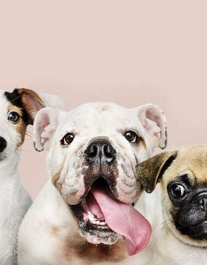 5 команд, которые должна знать каждая собака