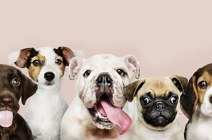 5 команд, которые должна знать каждая собака