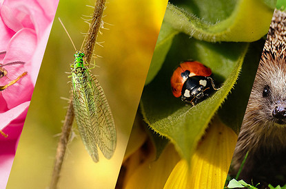 Вредители или помощники: с кем бороться на своем огороде