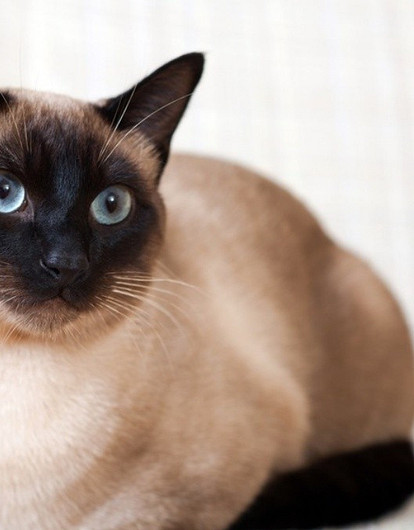 Сиамская кошка: особенности породы и как правильно ухаживать
