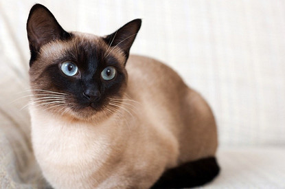 Сиамская кошка: особенности породы и как правильно ухаживать