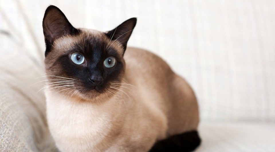 Сиамская кошка: фото и характеристика породы