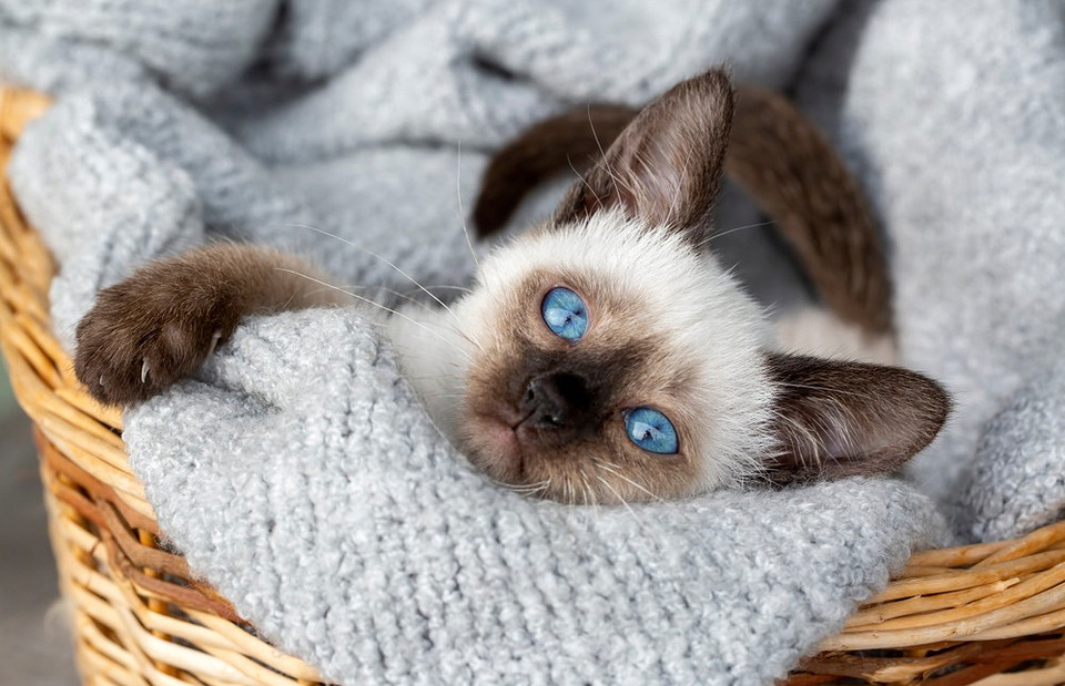 Сиамская кошка: особенности породы и как правильно ухаживать
