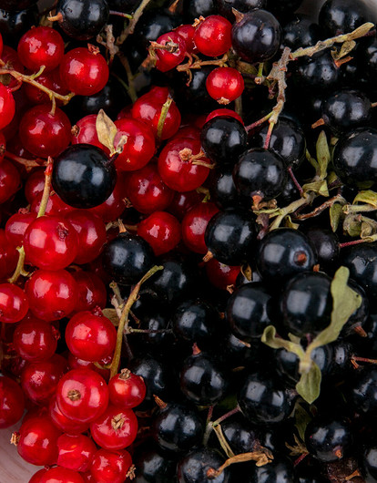 Чем обработать смородину весной, чтобы получить богатый урожай