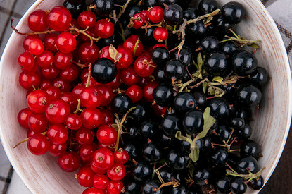 Чем обработать смородину весной, чтобы получить богатый урожай