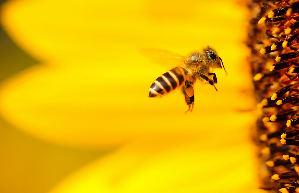 Укус пчелы: как избежать и первая помощь, если это случилось