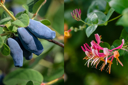 Жимолость: полезные свойства чудо-ягоды