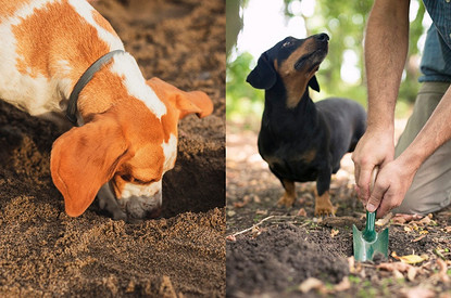 Как отучить собаку копать ямы на огороде: 5 простых советов