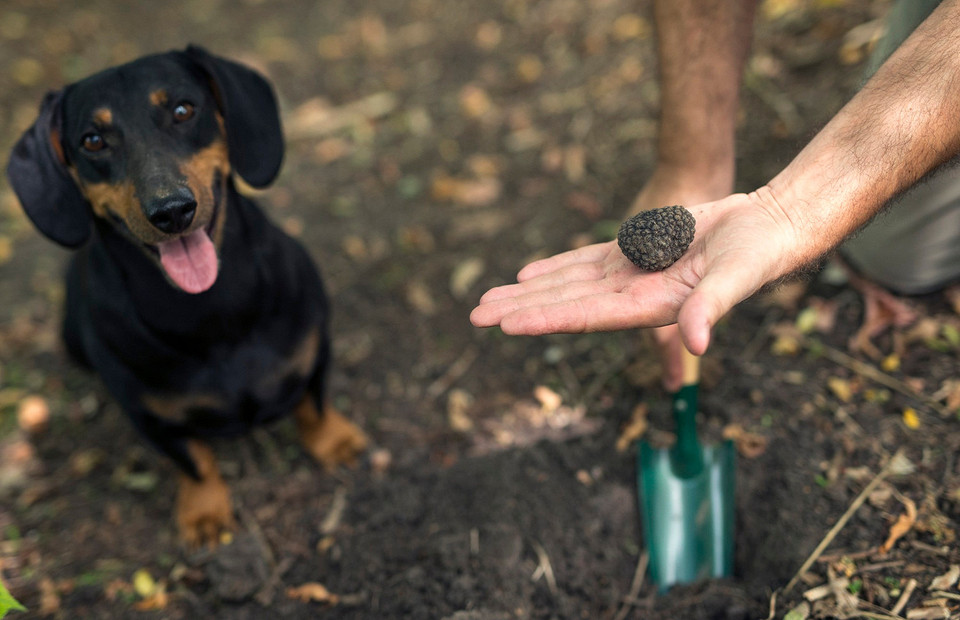 Как отучить собаку копать ямы на огороде: 5 простых советов